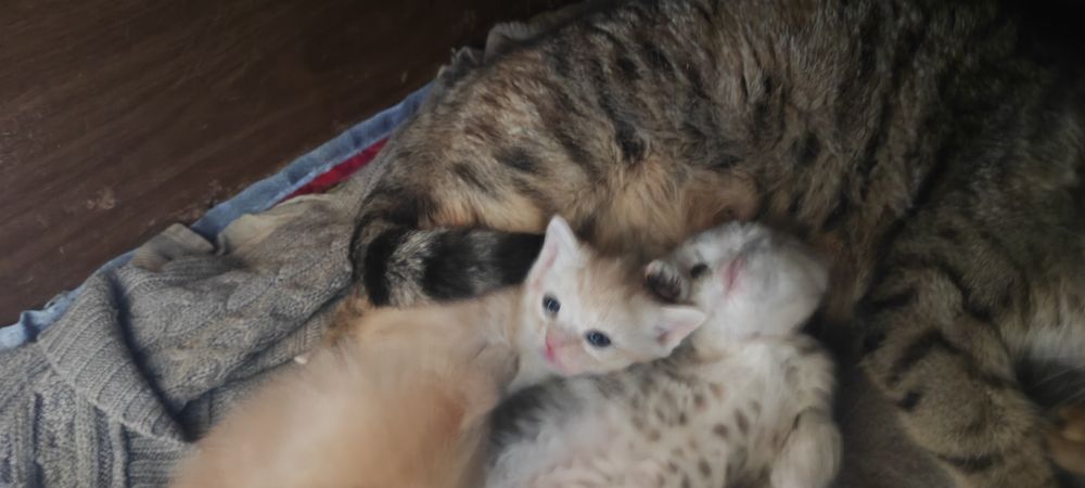 Отдам котят в хорошие руки