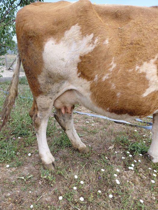 Vand vaca baltata de 7-8 ani