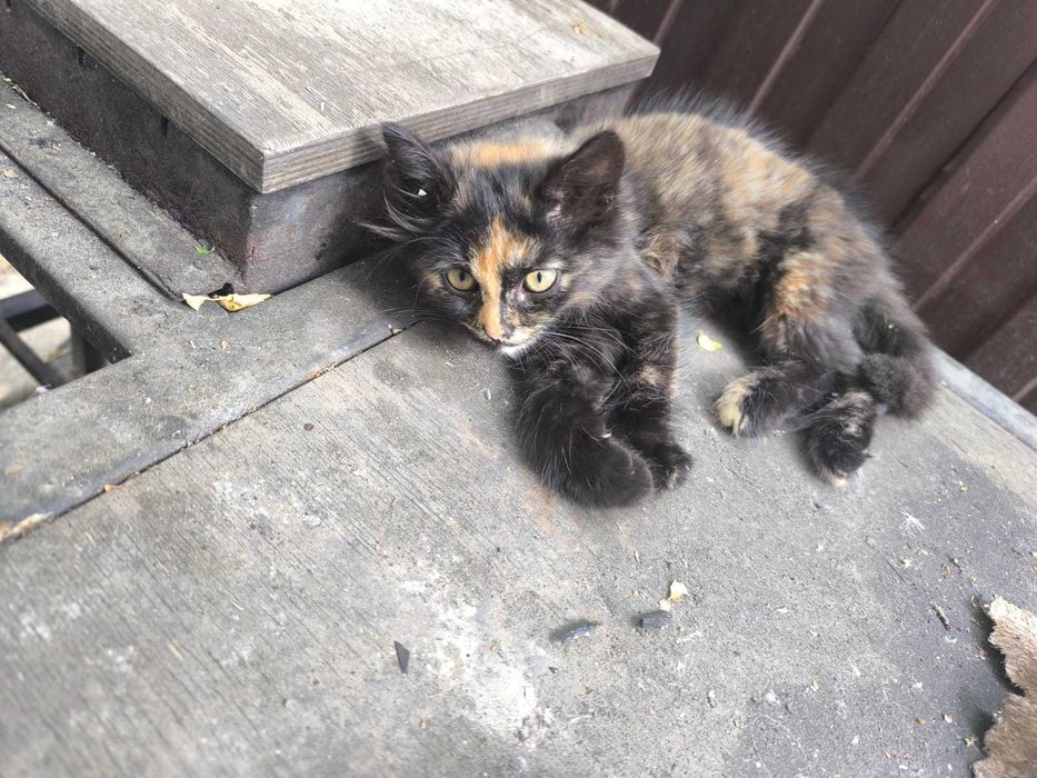 Котёнок в добрые руки