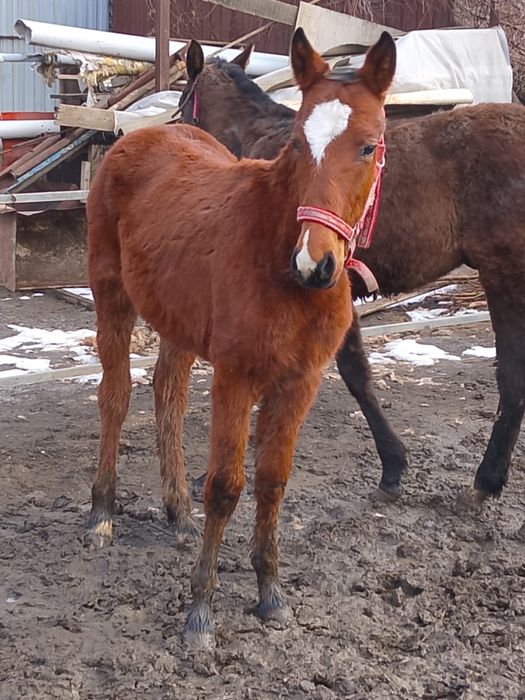 Продам жеребёнка