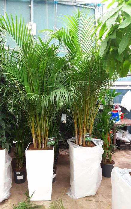 Цветы растения в горшках для офисов гуллар gullar