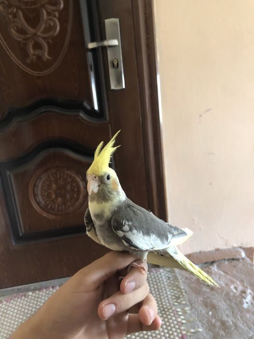 Карелла ва неразлучники ручнойла