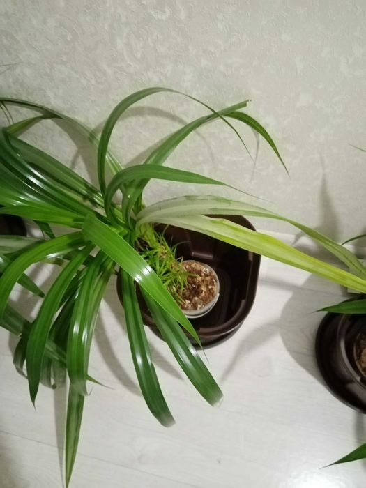 Продаю большие ростки.