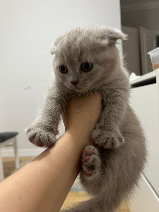Продаются плюшевые котята 2 месяца шотландцкие