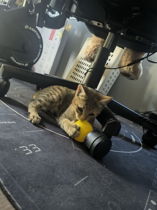 Подарявам котенце на 2-3 месеца