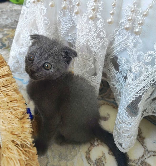 Продается котенок скотиш фолд