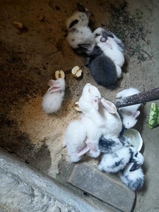 Крольчата кролики
