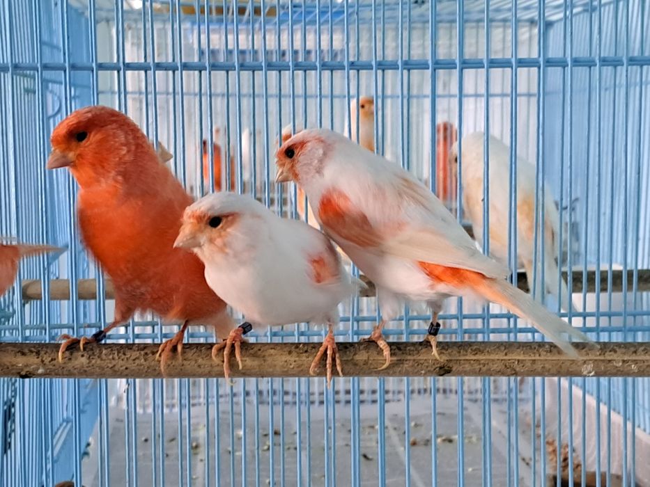 Канарейки цветные.