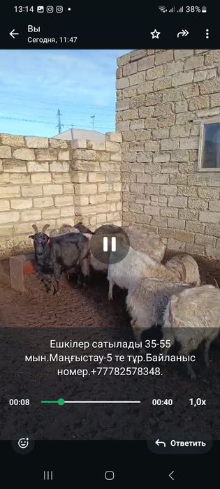 Кой ешкі козы лак