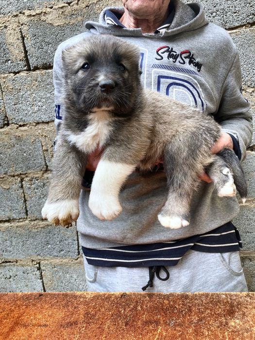 Щенок Турецкого Кангала ( чистокровный )