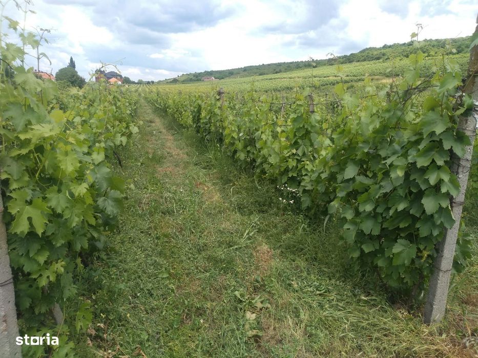 Teren agricol cu vita de vie-Ghioroc