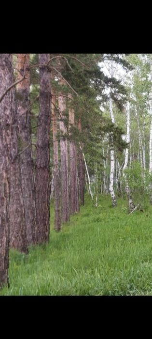 Срочно продаю Дача Щучинск рядом лес