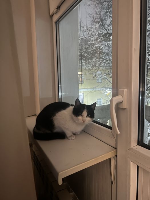 Отдам в добрые руки кошку