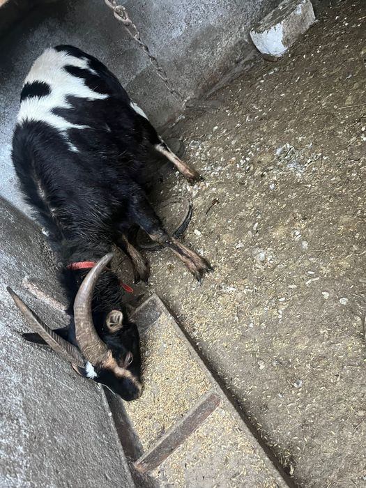 De vanzare sau schimb cu diverse