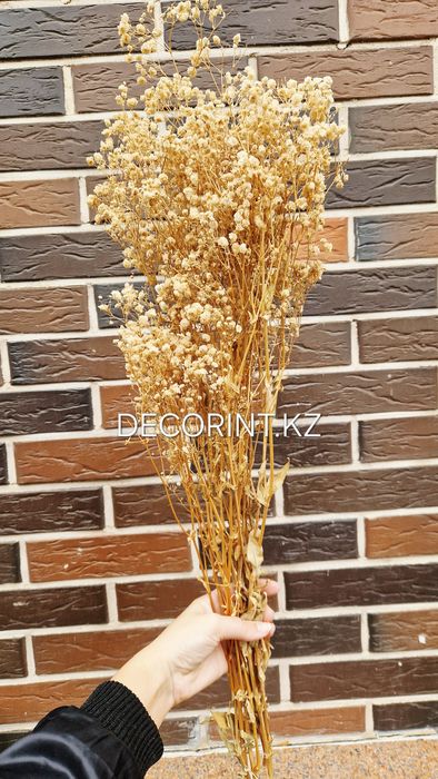 Гипсофилла стабилизированная