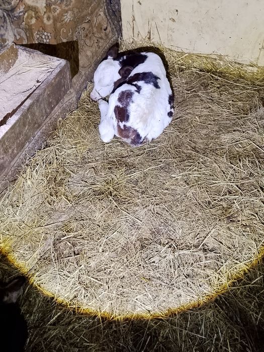 Vand viței belgieni și Bălțați