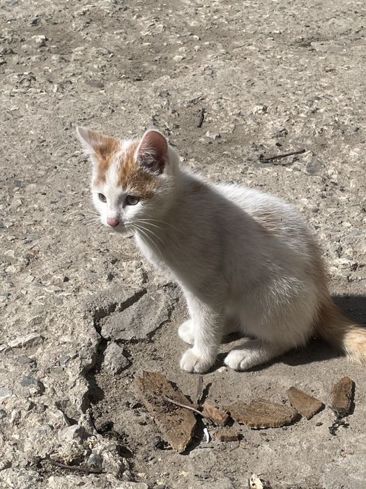 Отдам котенка в хорошие руки
