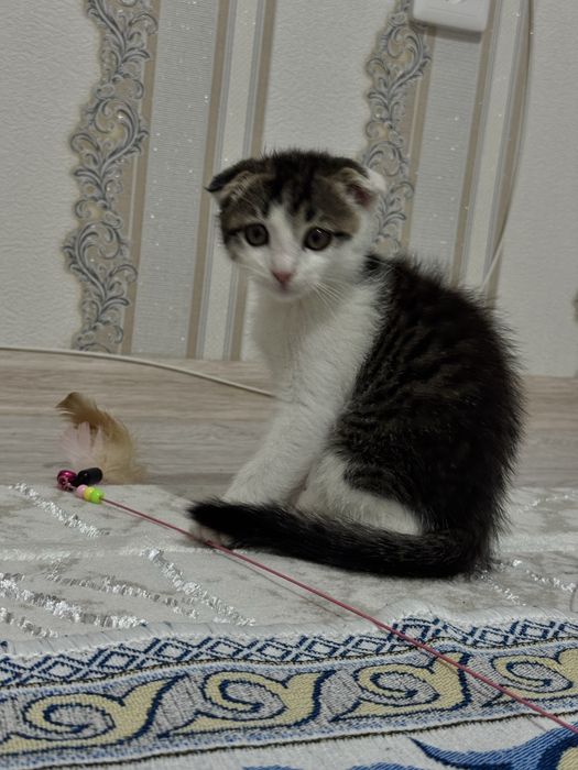 Кошка Шотландский вислоухо