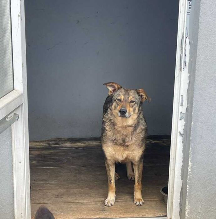 Adopta un caine - un sufletel are nevoie de stapan!