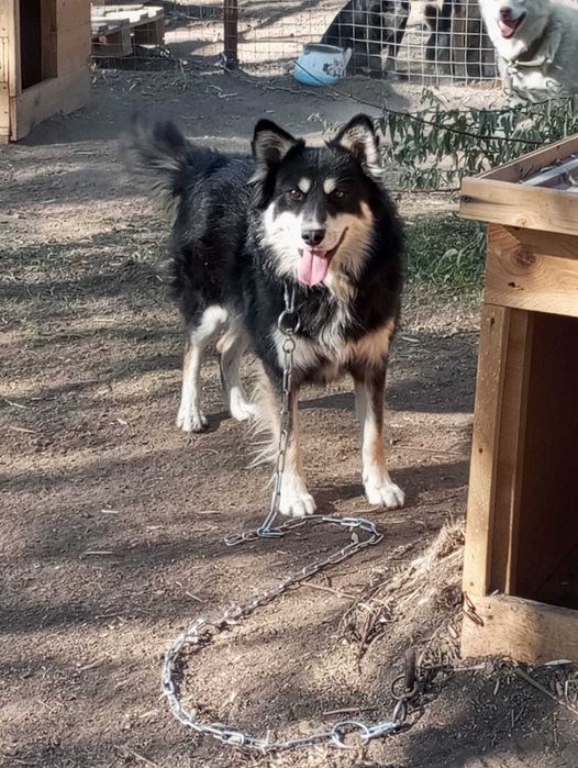 Собака в добрые руки