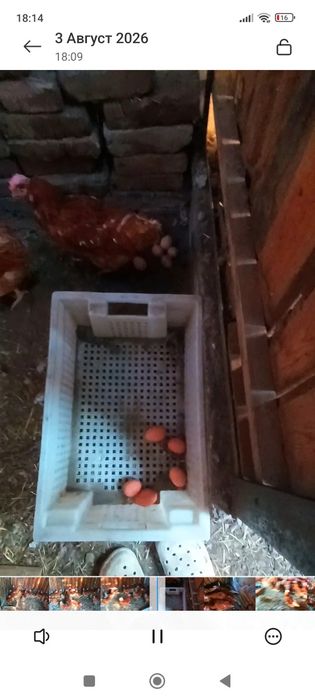 Куры ломан брауны