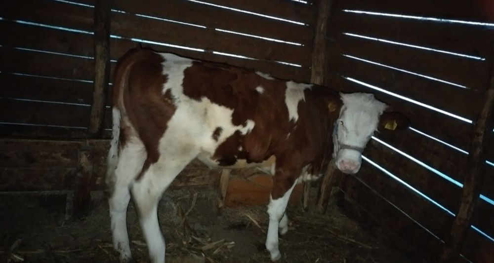 Vaci de vanzare ,pret negociabil
