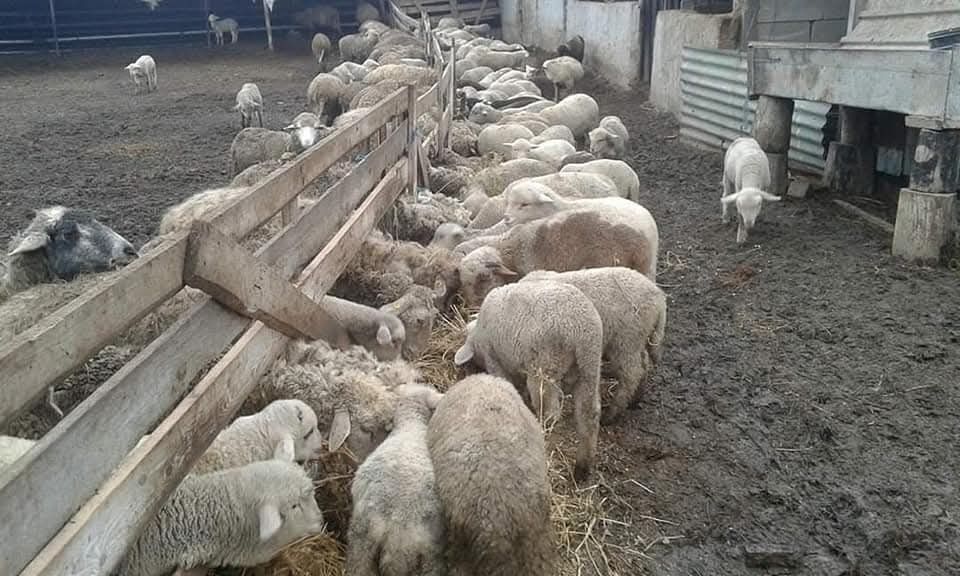 Vând miei- com.Braniștea-jud.Galati 45 lei kg