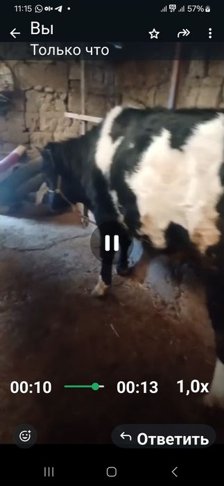 Семыз бука сатылады