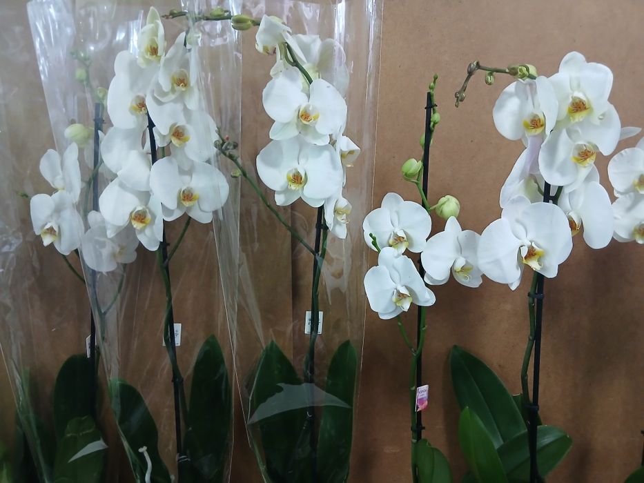 Белая орхидея высота 80-90см