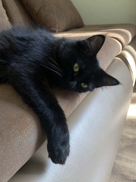 Котята в добрые руки бесплатно!