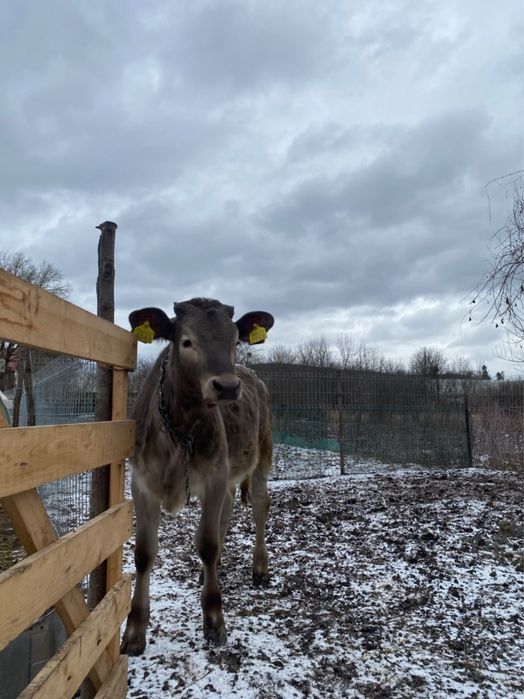 Vand o vitica de 5/6 luni