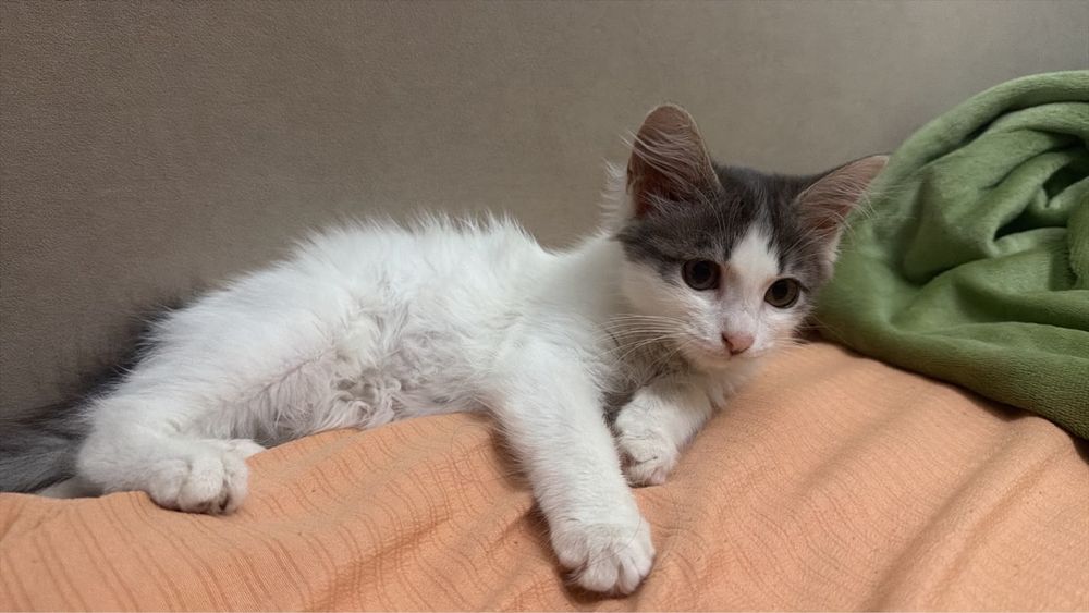 Котенок хороший