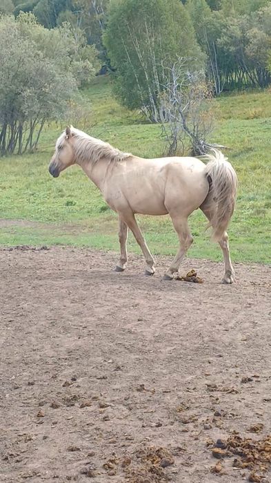 Айғыр сатылады 7жасар