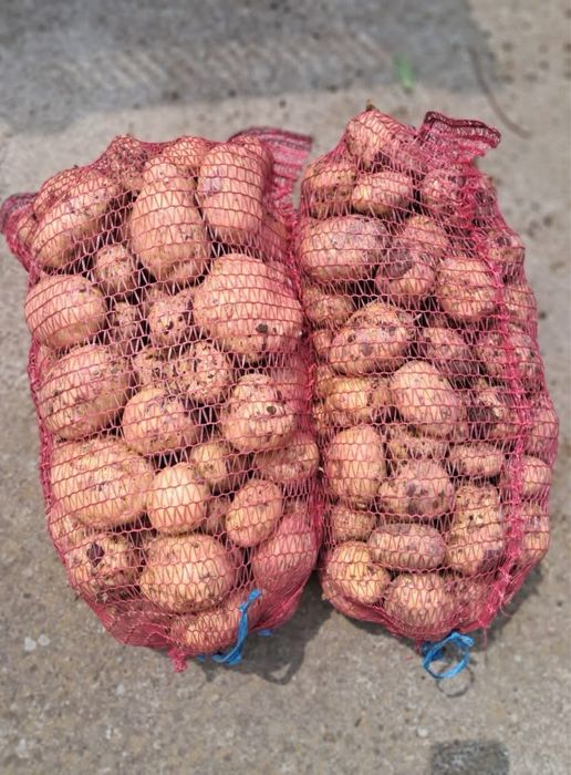 Cartofi noi de vanzare Sanislau