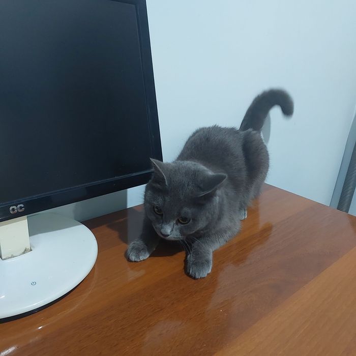 "British folt" toza zodli kamanda chunadigan, gorshok, ovqat idishi bn