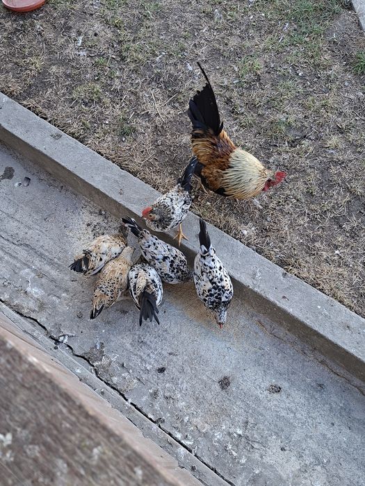 Cocoși de "munte"