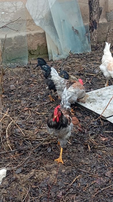 Xoʻroz sotiladi uyda boqilgan