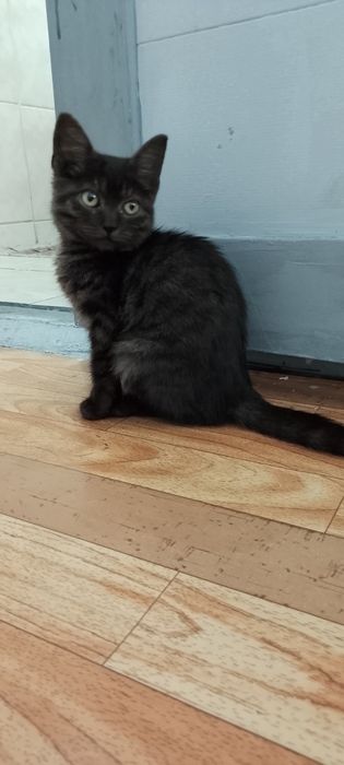 Котенок девочка .