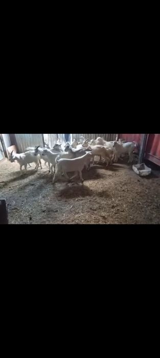 Лактар сатылады семыз