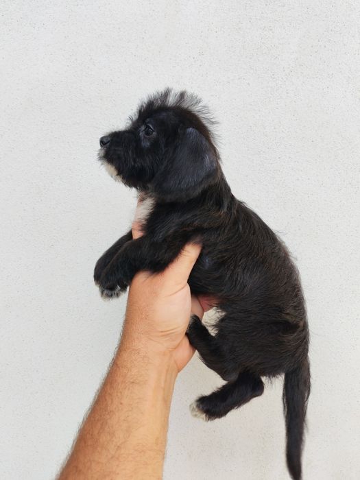Teckel mini toy cu pedigree