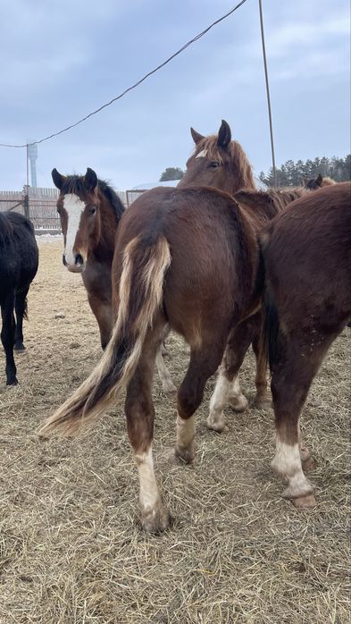 Таза Тяж кунандар сатылады