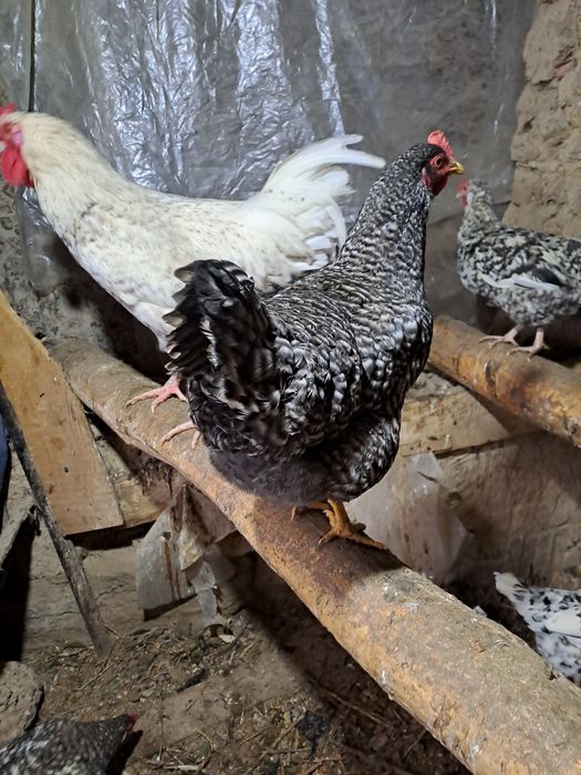 Прадам куры петух