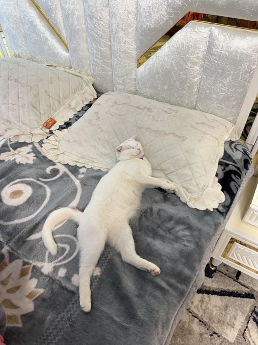 Пародный Шотландский скотт пышык сатылады