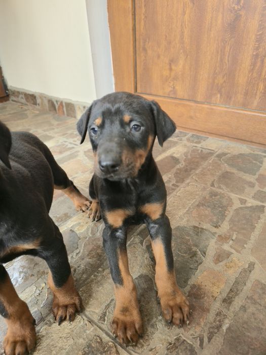 Добермани родословни