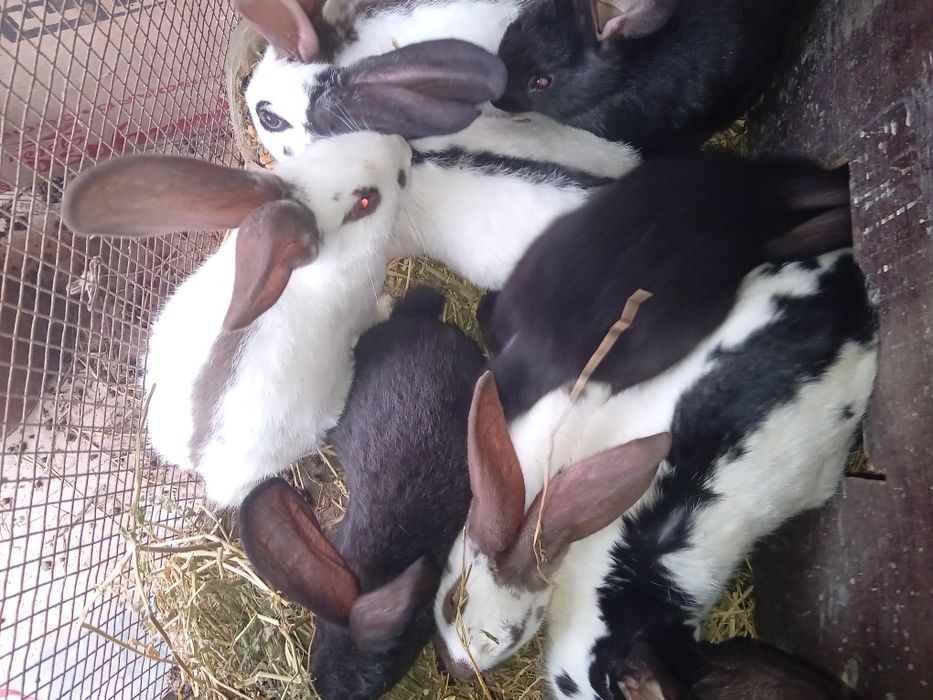 Iepurași dragalasi