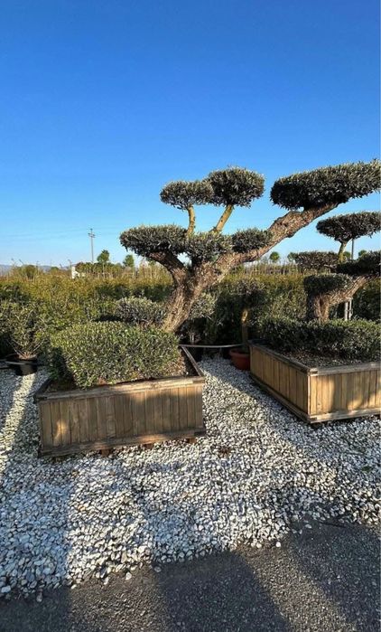 Maslin Bonsai chiar acum transport gratuit