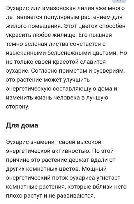 Эухарис-амазонская лилия