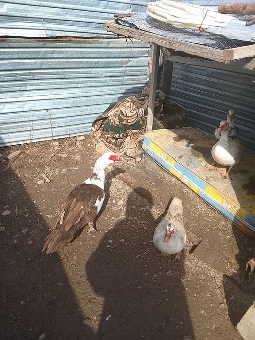 Продам индаутка и. Ауыстрам