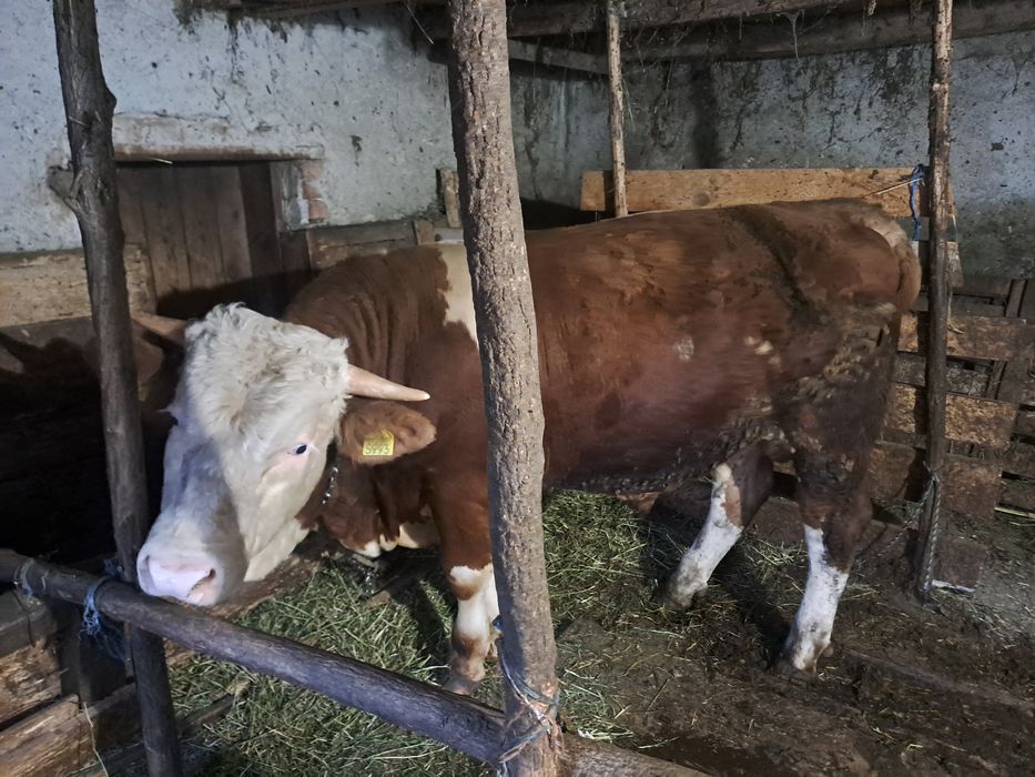 Vând taur pentru taiat