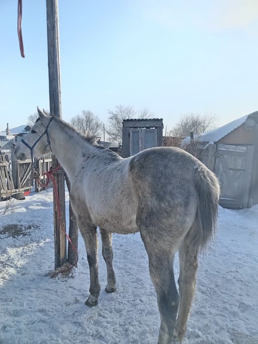 7 жасар айгыр Орловский